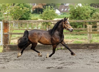 Welsh D (Cob), Mare, 2 years, 14,2 hh, Brown