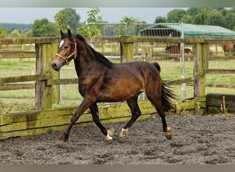 Welsh D (Cob), Mare, 2 years, 14,2 hh, Brown