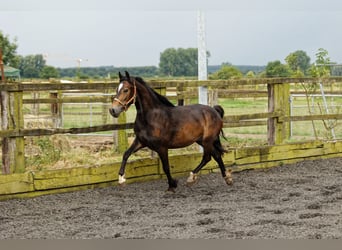 Welsh D (Cob), Mare, 2 years, 14,2 hh, Brown