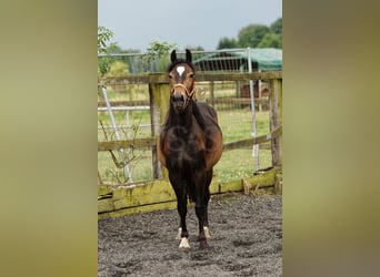 Welsh D (Cob), Mare, 2 years, 14,2 hh, Brown