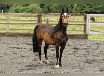 Welsh D (Cob), Mare, 2 years, 14,2 hh, Brown