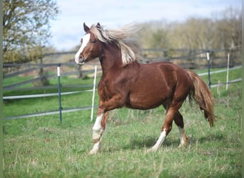 Welsh D (Cob), Mare, 2 years, 14.2 hh, Chestnut-Red