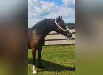 Welsh D (Cob), Mare, 2 years, 14,2 hh, Smoky-Black