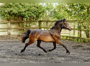 Welsh D (Cob), Mare, 2 years, 15,1 hh, Bay-Dark