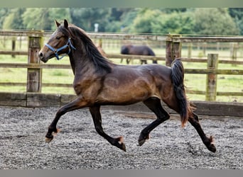 Welsh D (Cob), Mare, 2 years, 15,1 hh, Bay-Dark