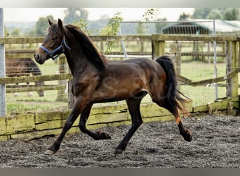 Welsh D (Cob), Mare, 2 years, 15,1 hh, Bay-Dark