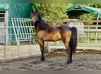 Welsh D (Cob), Mare, 2 years, 15,1 hh, Bay-Dark