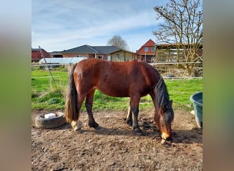 Welsh D (Cob), Mare, 3 years, 13.2 hh, Brown