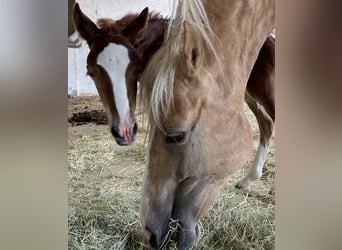 Welsh D (Cob), Mare, 3 years, 14,1 hh, Chestnut-Red