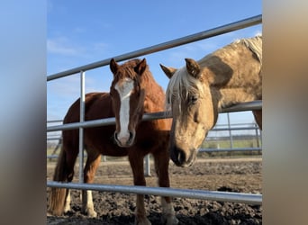 Welsh D (Cob), Mare, 3 years, 14,1 hh, Chestnut-Red