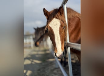 Welsh D (Cob), Mare, 3 years, 14,1 hh, Chestnut-Red