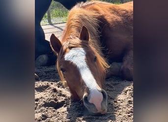 Welsh D (Cob), Mare, 3 years, 14,1 hh, Chestnut-Red