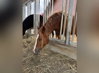 Welsh D (Cob), Mare, 3 years, 14,1 hh, Chestnut-Red