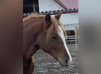 Welsh D (Cob), Mare, 3 years, 14,1 hh, Chestnut-Red