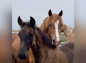 Welsh D (Cob), Mare, 3 years, 14,1 hh, Chestnut-Red