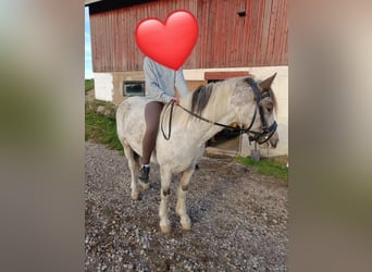 Welsh-D, Stute, 3 Jahre, 14,1 hh, Roan-Red