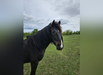 Welsh D (Cob), Mare, 3 years, 14.2 hh