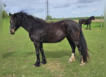 Welsh D (Cob), Mare, 3 years, 14.2 hh