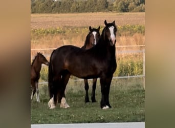 Welsh D (Cob), Mare, 3 years, 14 hh, Bay-Dark