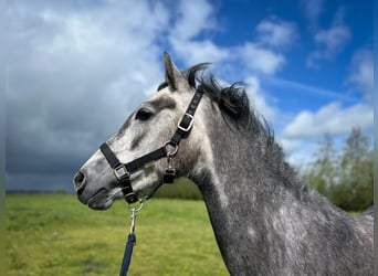 Welsh D (Cob), Mare, 4 years, 13.2 hh, Gray