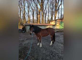 Welsh D (Cob), Mare, 4 years, 14.1 hh, Brown