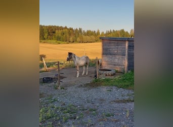 Welsh D (Cob), Mare, 4 years, 14,1 hh, Roan-Red