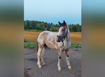 Welsh D (Cob), Mare, 4 years, 14,1 hh, Roan-Red