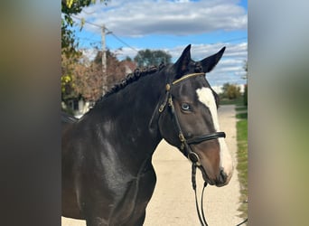 Welsh-D, Stute, 5 Jahre, 14,1 hh, Rappe