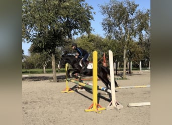 Welsh-D, Stute, 5 Jahre, 14,1 hh, Rappe