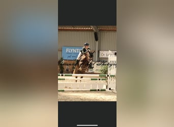 Welsh D (Cob), Mare, 5 years, 14.1 hh, Chestnut