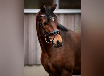 Welsh D (Cob), Mare, 5 years, 14,2 hh, Brown