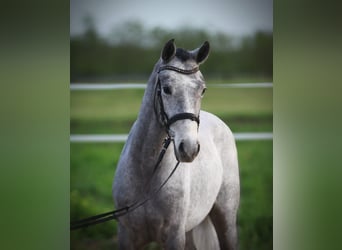 Welsh D (Cob), Mare, 5 years, 14.2 hh, Gray