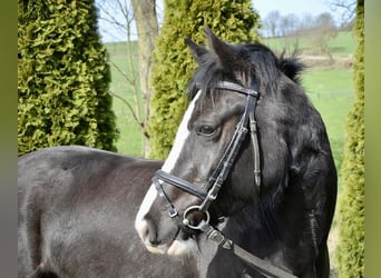 Welsh D (Cob), Mare, 5 years, 14 hh, Black
