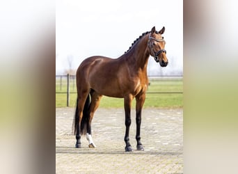 Welsh D (Cob), Mare, 5 years, 14 hh, Brown