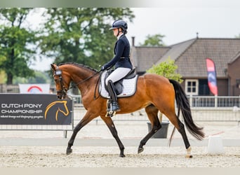 Welsh D (Cob), Mare, 5 years, 14 hh, Brown