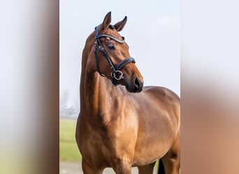 Welsh D (Cob), Mare, 5 years, 14 hh, Brown