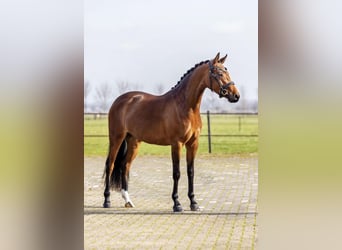 Welsh D (Cob), Mare, 5 years, 14 hh, Brown