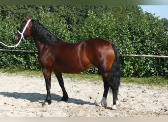 Welsh D (Cob), Mare, 5 years, Brown