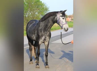 Welsh D (Cob), Mare, 6 years, 13,3 hh, Gray