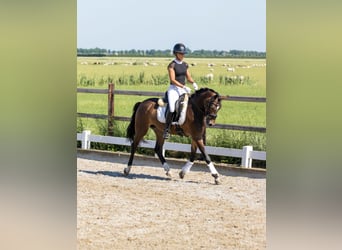 Welsh D (Cob), Mare, 6 years, 14.1 hh, Bay-Dark