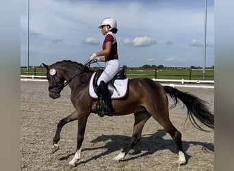 Welsh D (Cob), Mare, 6 years, 14.1 hh, Bay-Dark