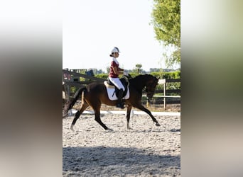Welsh D (Cob), Mare, 6 years, 14.1 hh, Bay-Dark