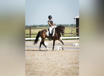 Welsh D (Cob), Mare, 6 years, 14.1 hh, Bay-Dark