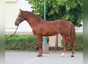 Welsh D (Cob), Mare, 6 years, 14,1 hh, Chestnut