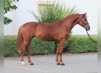 Welsh D (Cob), Mare, 6 years, 14,1 hh, Chestnut