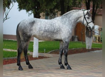 Welsh D (Cob), Mare, 6 years, 14.1 hh, Gray