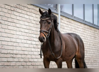 Welsh D (Cob), Mare, 6 years, 14,1 hh, Smoky-Black