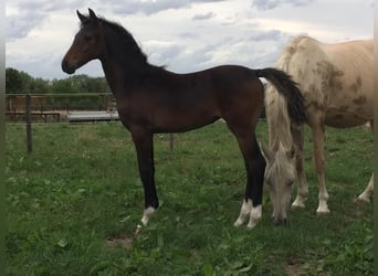 Welsh D (Cob), Mare, 6 years, 14,1 hh, Smoky-Black