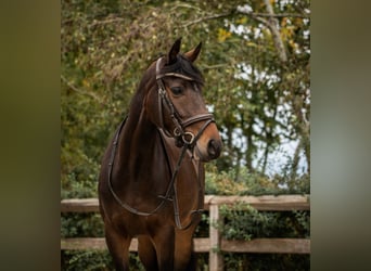 Welsh D (Cob), Mare, 6 years, 14,1 hh, Smoky-Black