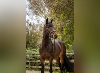 Welsh D (Cob), Mare, 6 years, 14,1 hh, Smoky-Black